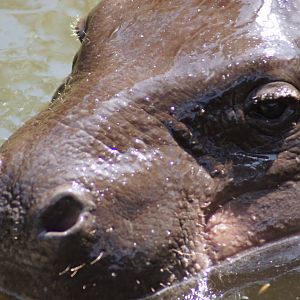 Pygmy Hippo