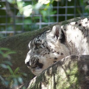 Snow Leopard 'Semara'