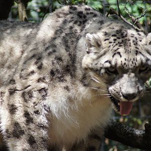 Snow Leopard 'Semara'