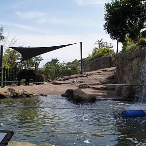 Asian Elephant Exhibit
