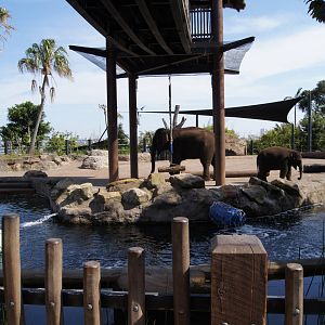 Asian Elephant Exhibit