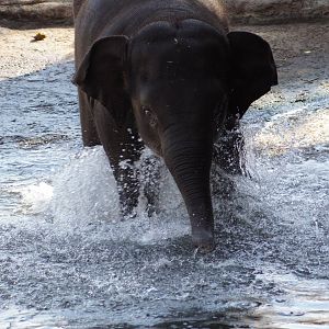 Asian Elephant 'Tukta'