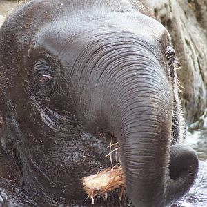Asian Elephant 'Luk Chai'