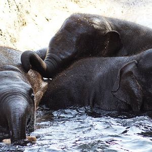 Asian Elephant Calves