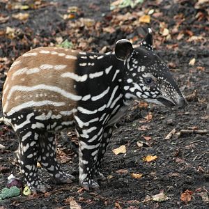 Malayan Tapir calf @ Edinburgh 20.10.2011