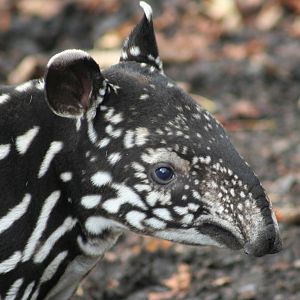 Malayan Tapir calf @ Edinburgh 20.10.2011