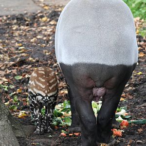 Malayan Tapir & calf @ Edinburgh 20.10.2011
