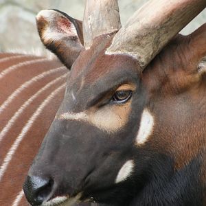 Male Bongo @ Edinburgh 20.10.2011