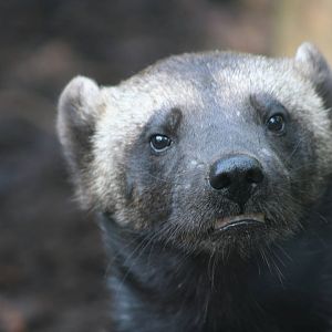 Wolverine @ Edinburgh 20.10.2011