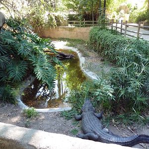 American Alligator Exhibit