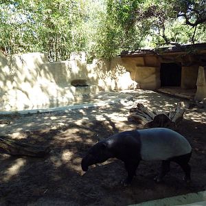 Malayan Tapir Exhibit