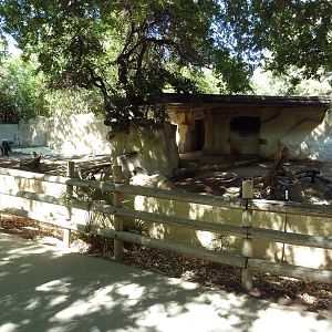 Malayan Tapir Exhibit