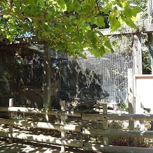 Black-Footed Cat Exhibit