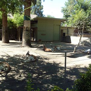 Red Kangaroo/Emu Exhibit