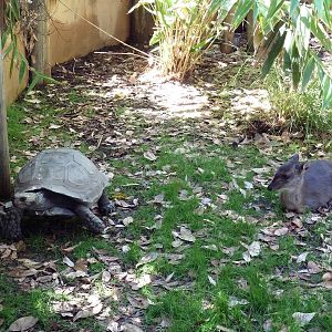 Blue Duiker + Burmese Brown Tortoise
