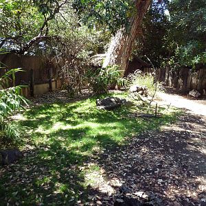 Blue Duiker/Burmese Brown Tortoise Exhibit