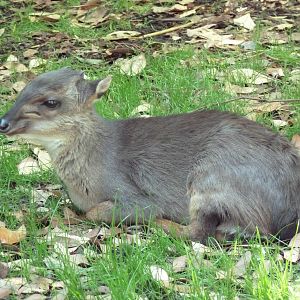 Blue Duiker
