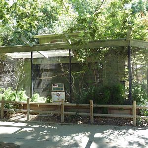 Tawny Frogmouth/Superb Starling/White-Rumped Shama Thrush Exhibit