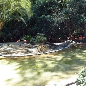 American Flamingo Exhibit