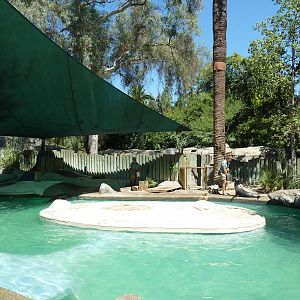 California Sea Lion/Harbour Seal Exhibit