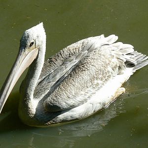 Pink-backed pelican
