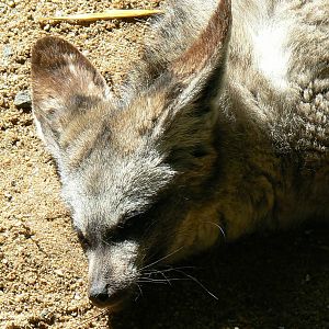 Bat-eared fox