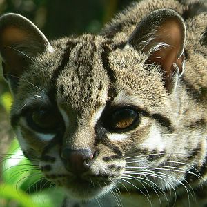 Margay cat