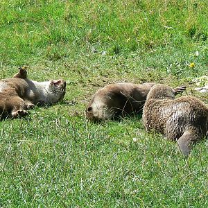 Small-clawed otters
