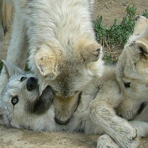 Young grey wolves