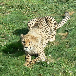 Cheetah