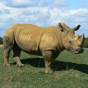 Max the first white rhino at the zoo