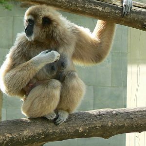 White-handed gibbon with baby