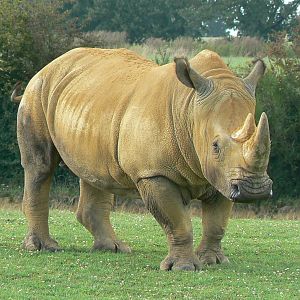 Max the first white rhino at the zoo