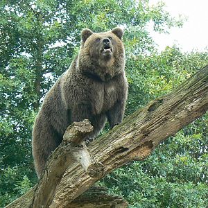European brown bear