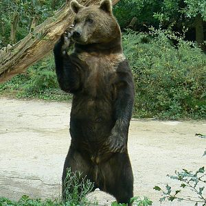 European brown bear
