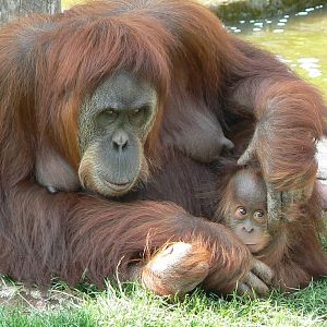 Sumatran orangutan female with baby