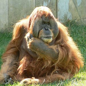 Major the sumatran orangutan chief