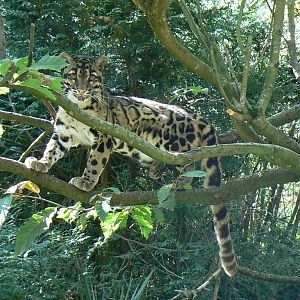 Clouded leopard