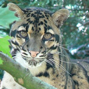 Clouded leopard