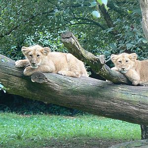 Asiatic lion cubs