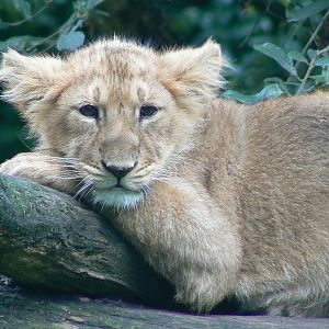 Asiatic lion cub