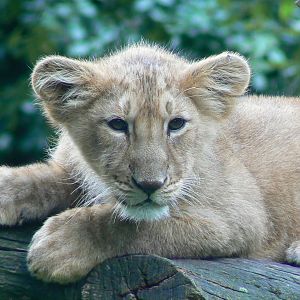 Asiatic lion cub