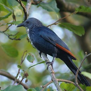 Red Winged Starling