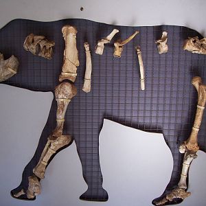 Tilos Dwarf Elephant remains, Elephas tiliensis