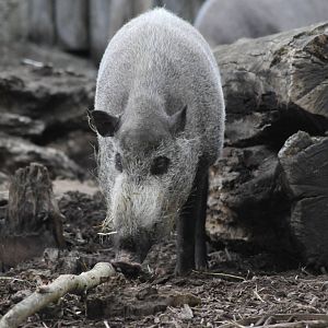 bearded pig