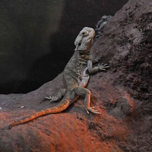 inland beared dragon