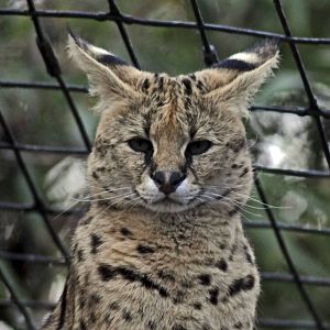 serval