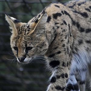 serval