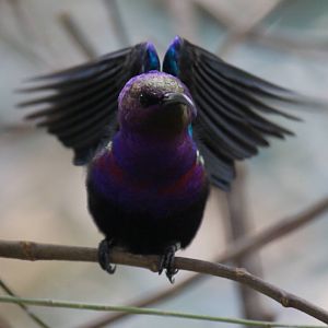 Splendid sunbird