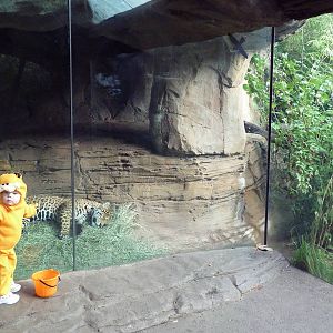 Jaguar Cove - Two Cats!